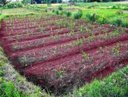 Harga Pangan Terus Naik, Apakah Penyebab Alih Lahan di Banten?