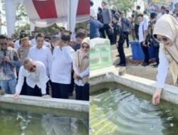 Budidaya Ikan Hias Koki Tembus Pasar Ekspor Internasional