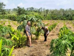 Bhabinkamtibmas Polsek Cileles Polres Lebak Laksanakan Monitoring Lahan Ketapang Milik Warga Desa Cipadang