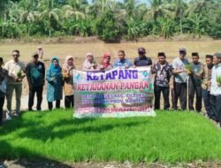 Program Ketapang Di Desa Cileles Tanam Padi Super