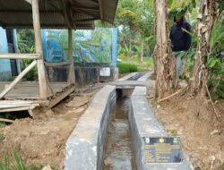 Apresiasi Warga Cihara Rampungnya Saluran Irigasi : Air Mengalir, Pangan Melimpah