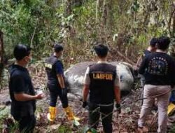 Dugaan Perburuan Liar, Gajah Sumatera Ditemukan Mati Tanpa Kepala di Lahan PT RAPP Riau