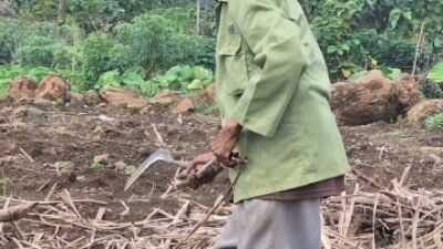 Dorong Kemandirian Energi, Pemerintah Genjot Hilirisasi Perkebunan Jadi Bioenergi