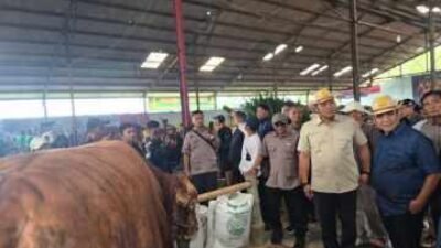 Wamentan Ingatkan Jangan Potong Sapi Betina, Muzani Dorong Kontes Jadi Simpul Pasar