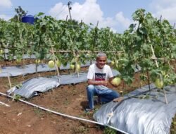 Seluas Empat Hektar Kadin Siap Memanen Buah Melon