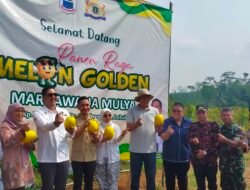 Lebak Cetak Sejarah! Cileles Sukses Gelar Panen Raya Kebun Melon Golden Terbesar se-Banten