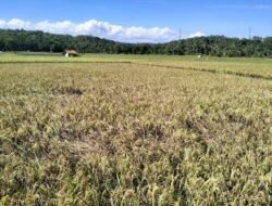 Hama Wereng Coklat Menyebar, Petani di Malingping Diminta Waspada