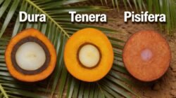 Dura, Tenera, Pisifera: Kenali Perbedaan dan Pentingnya Bibit Bersertifikat