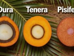 Dura, Tenera, Pisifera: Kenali Perbedaan dan Pentingnya Bibit Bersertifikat