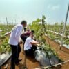 Langkah Baru Pertanian Modern: Kadin Lebak dan Poktan Cilimus Mulya Sejahtera Sukses Panen Raya Melon Premium