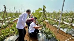 Langkah Baru Pertanian Modern: Kadin Lebak dan Poktan Cilimus Mulya Sejahtera Sukses Panen Raya Melon Premium