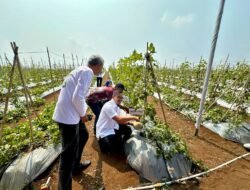 Langkah Baru Pertanian Modern: Kadin Lebak dan Poktan Cilimus Mulya Sejahtera Sukses Panen Raya Melon Premium